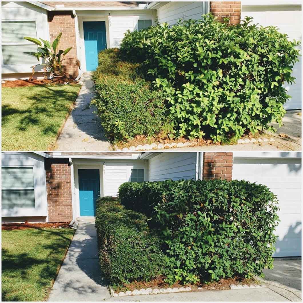 A before and after picture of a hedge in front of a house.