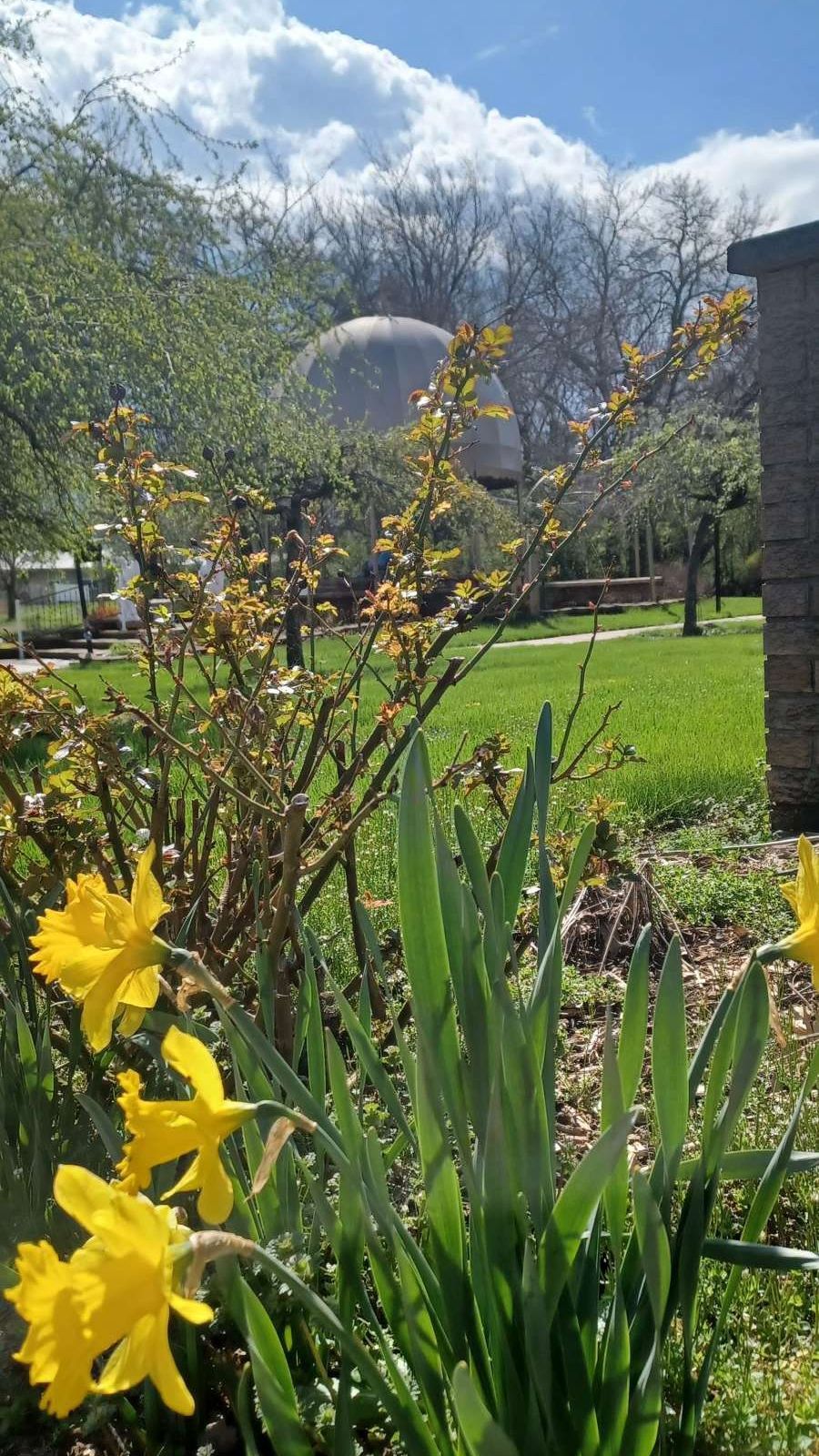 Yellow daffodils in the foreground with green grass and a domed building in the distance, under a blue sky with clouds.