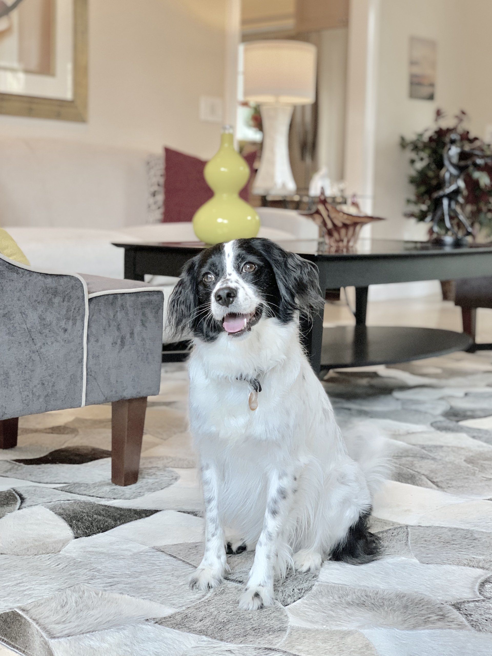 A black and white dog is sitting on a rug in a living room.