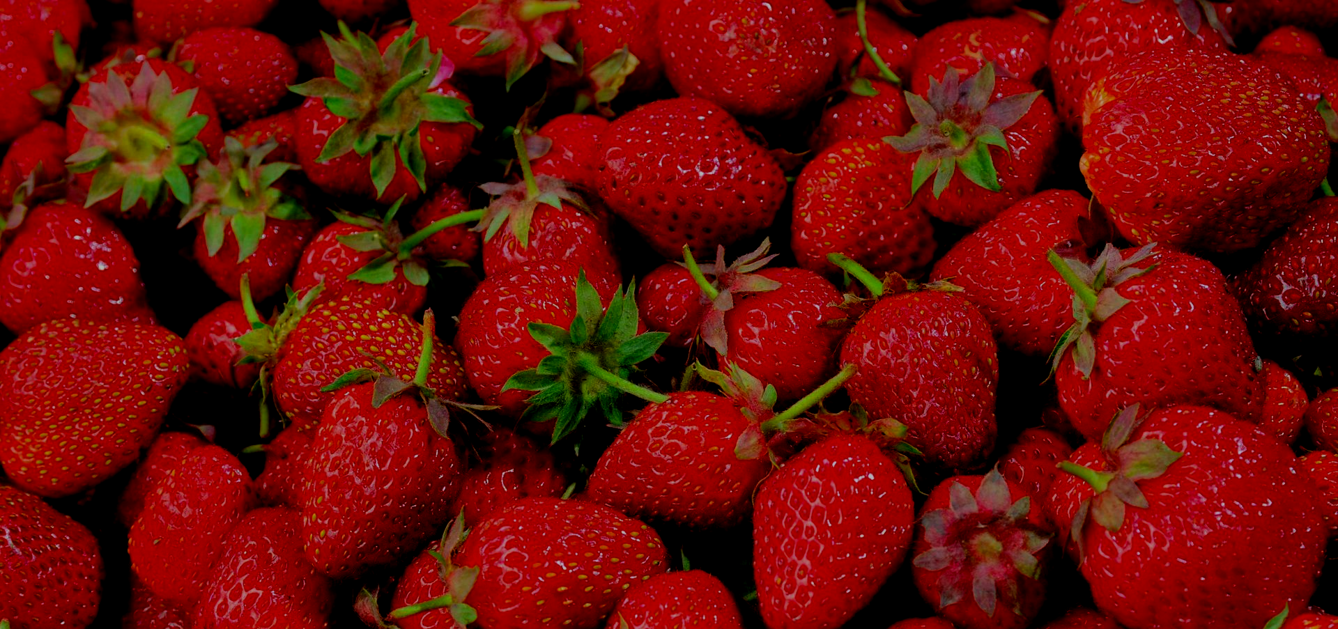 Close-up of ripe red strawberries with green tops.