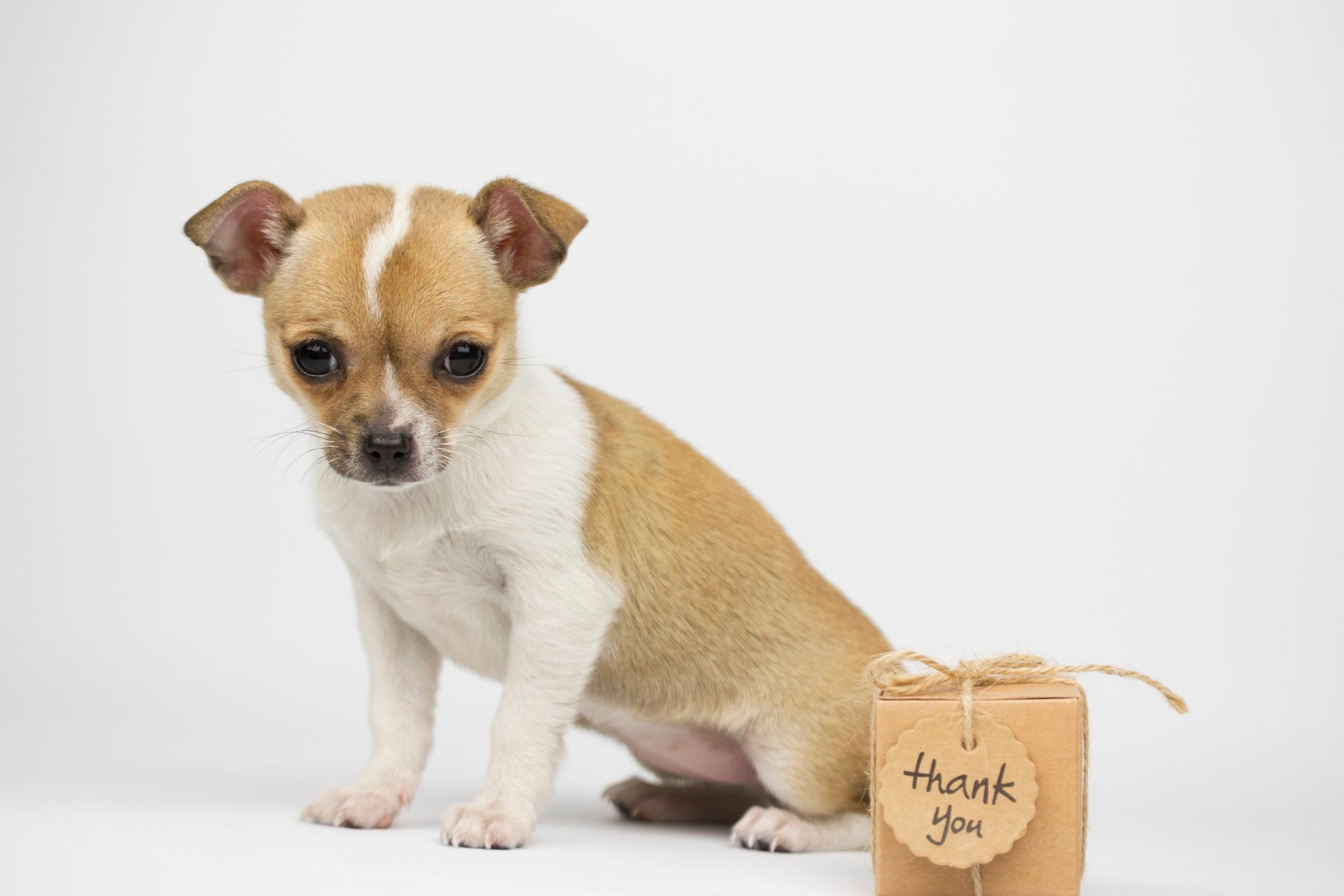 Puppy with Thank You Box - Sydney, NSW - Compass Pet Heritage Cemetery & Crematorium