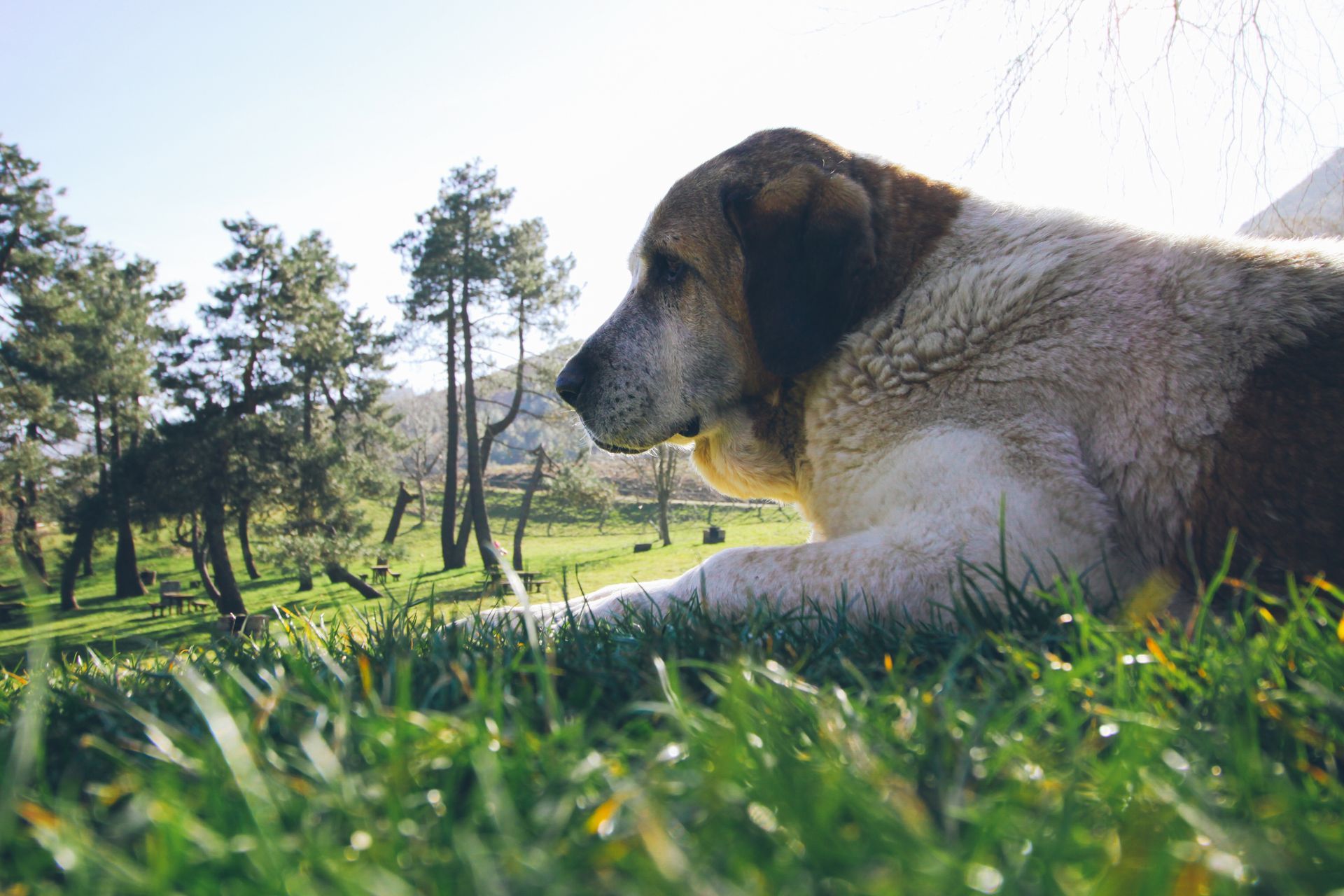 Dog Laying in the Grass - Sydney, NSW - Compass Pet Heritage Cemetery & Crematorium