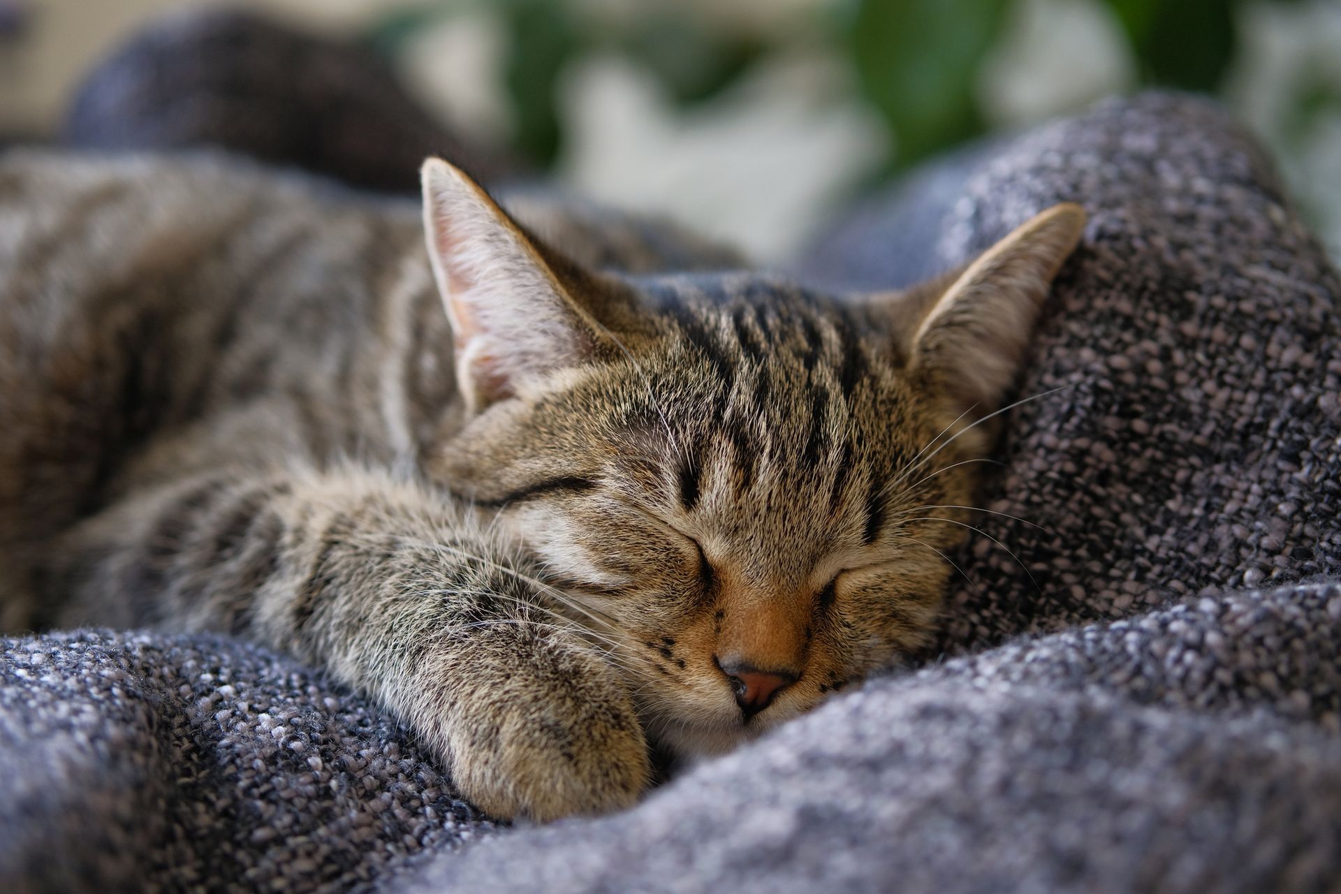 Sleeping Cat - Sydney, NSW - Compass Pet Heritage Cemetery & Crematorium