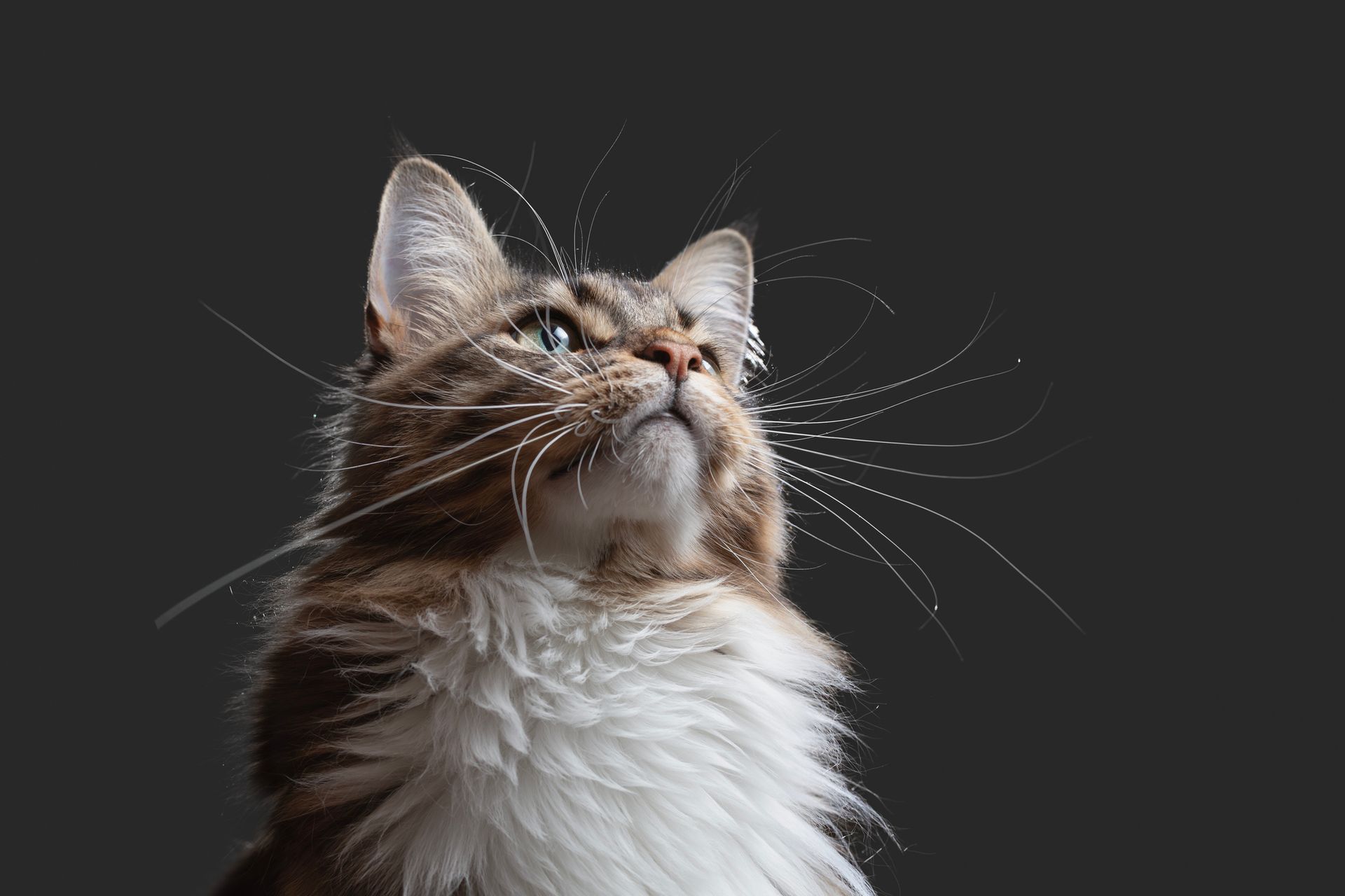 A Fluffy Cat - Sydney, NSW - Compass Pet Heritage Cemetery & Crematorium