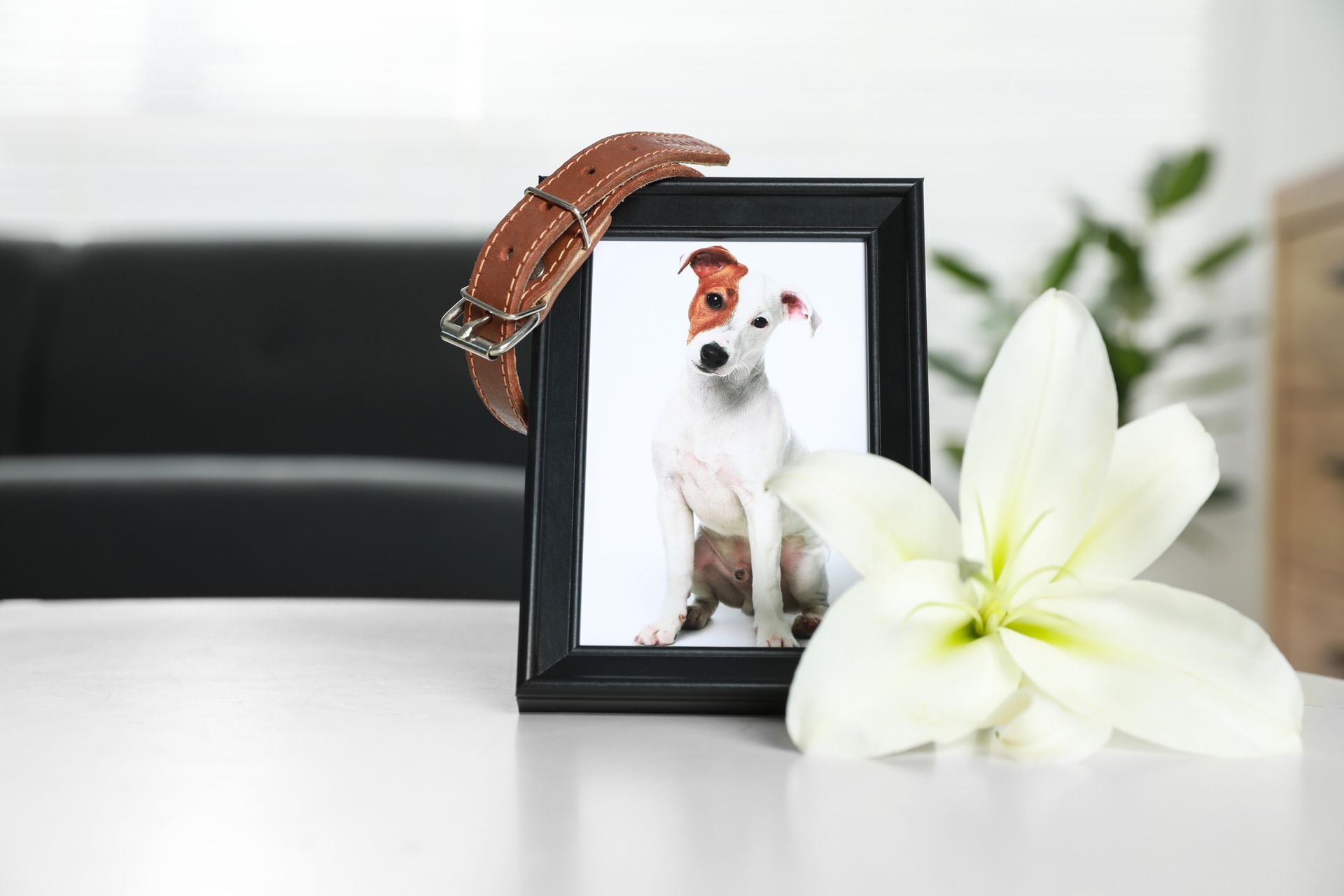 Picture Frame with Collar and Flower - Sydney, NSW - Compass Pet Heritage Cemetery & Crematorium