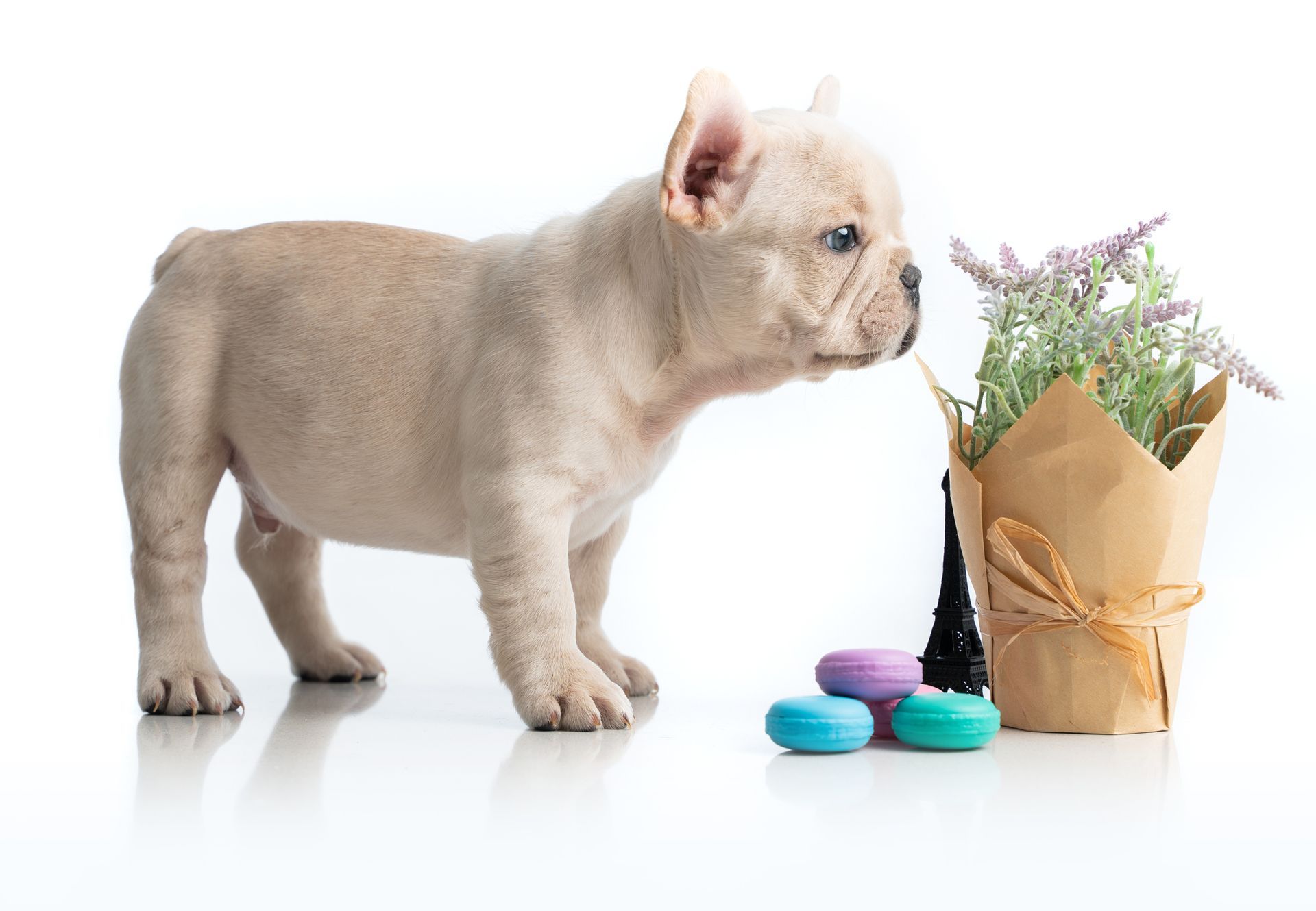 Puppy Smelling the Flower - Sydney, NSW - Compass Pet Heritage Cemetery & Crematorium