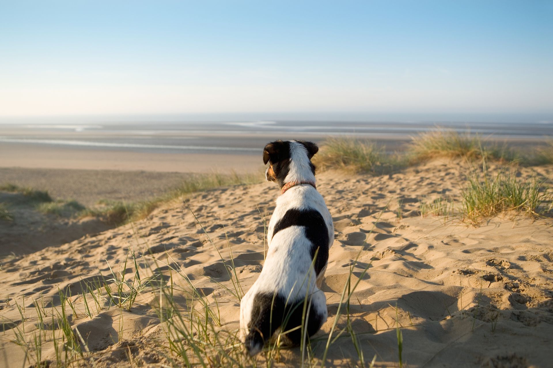 Dog on a Beach - Sydney, NSW - Compass Pet Heritage Cemetery & Crematorium