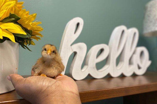 A person is holding a small chicken in front of a hello sign.