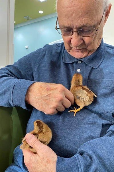 An elderly man is holding a small chicken in his arms.
