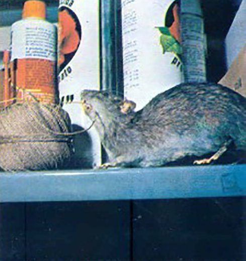 ratto in una casa prima di derattizzazione