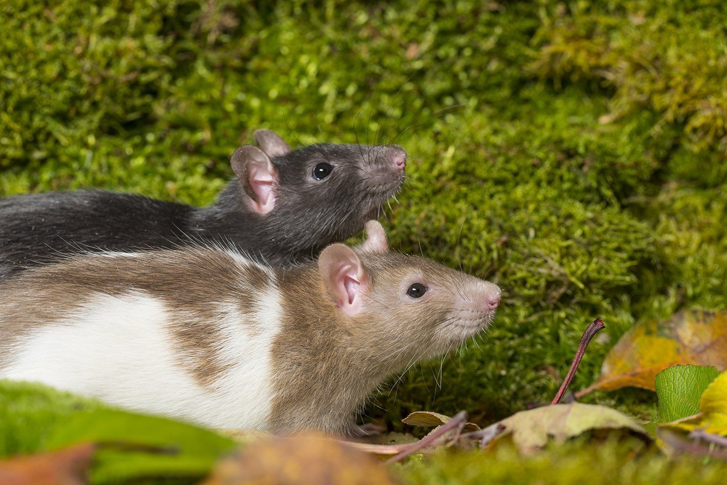 due ratti in giardino prima di derattizzazione