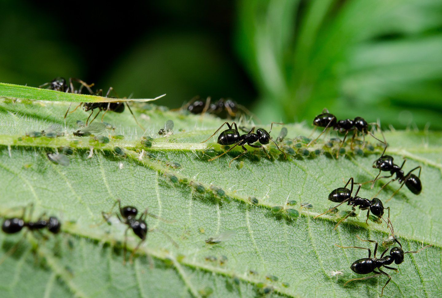 formiche in giardino prima di disinfestazione