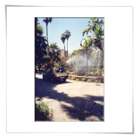 giardino di palme durante trattamento di disinfezione