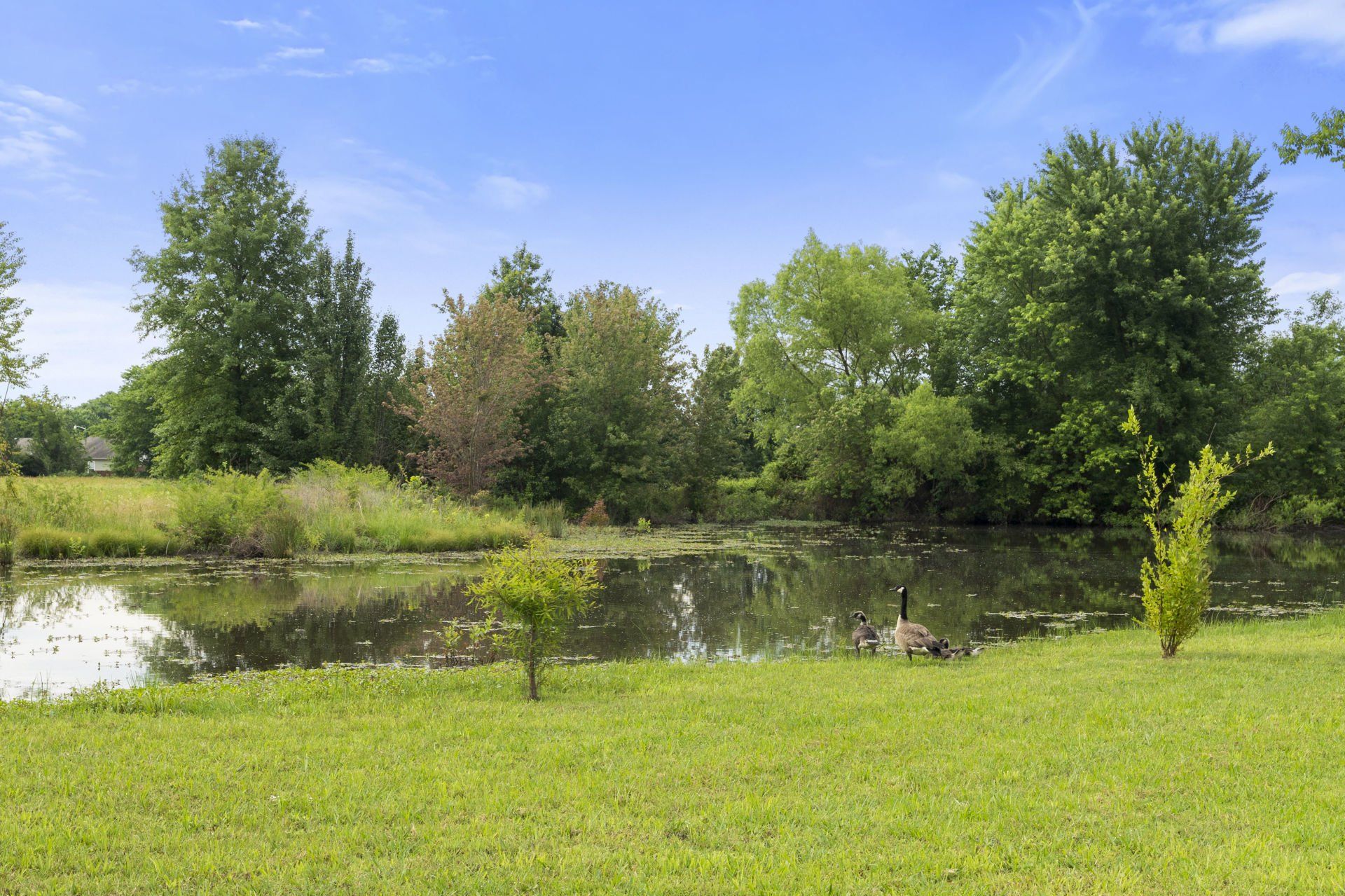 A duck is swimming in a pond in a park surrounded by trees.