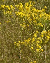 Dyers Woad Noxious Weeds in Franklin County Idaho