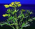 Leafy Spurge Noxious Weeds in Franklin County Idaho