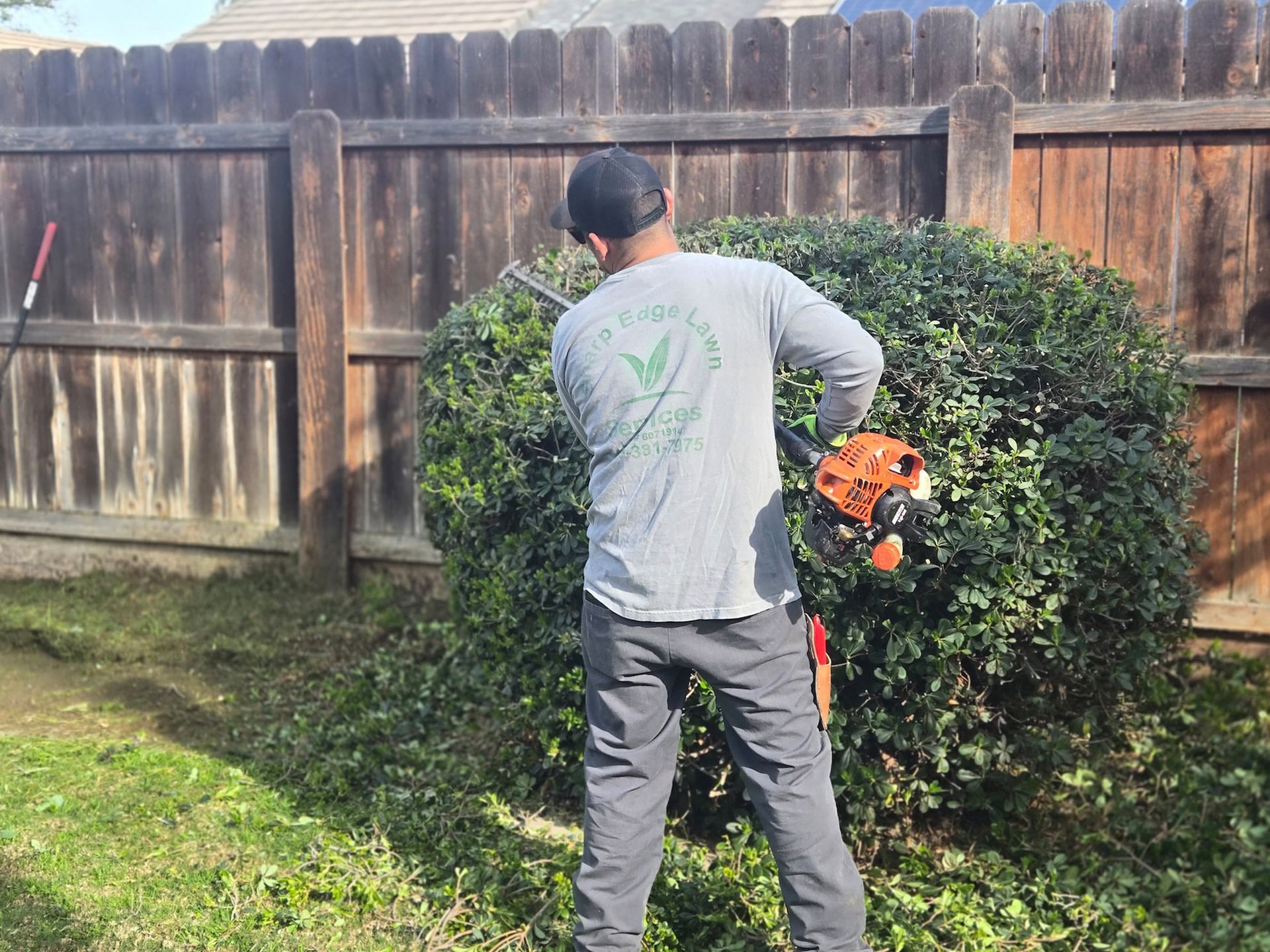 A person in a gray long-sleeved shirt uses a gas-powered hedge trimmer to shape a large bush in front of a wooden fence.