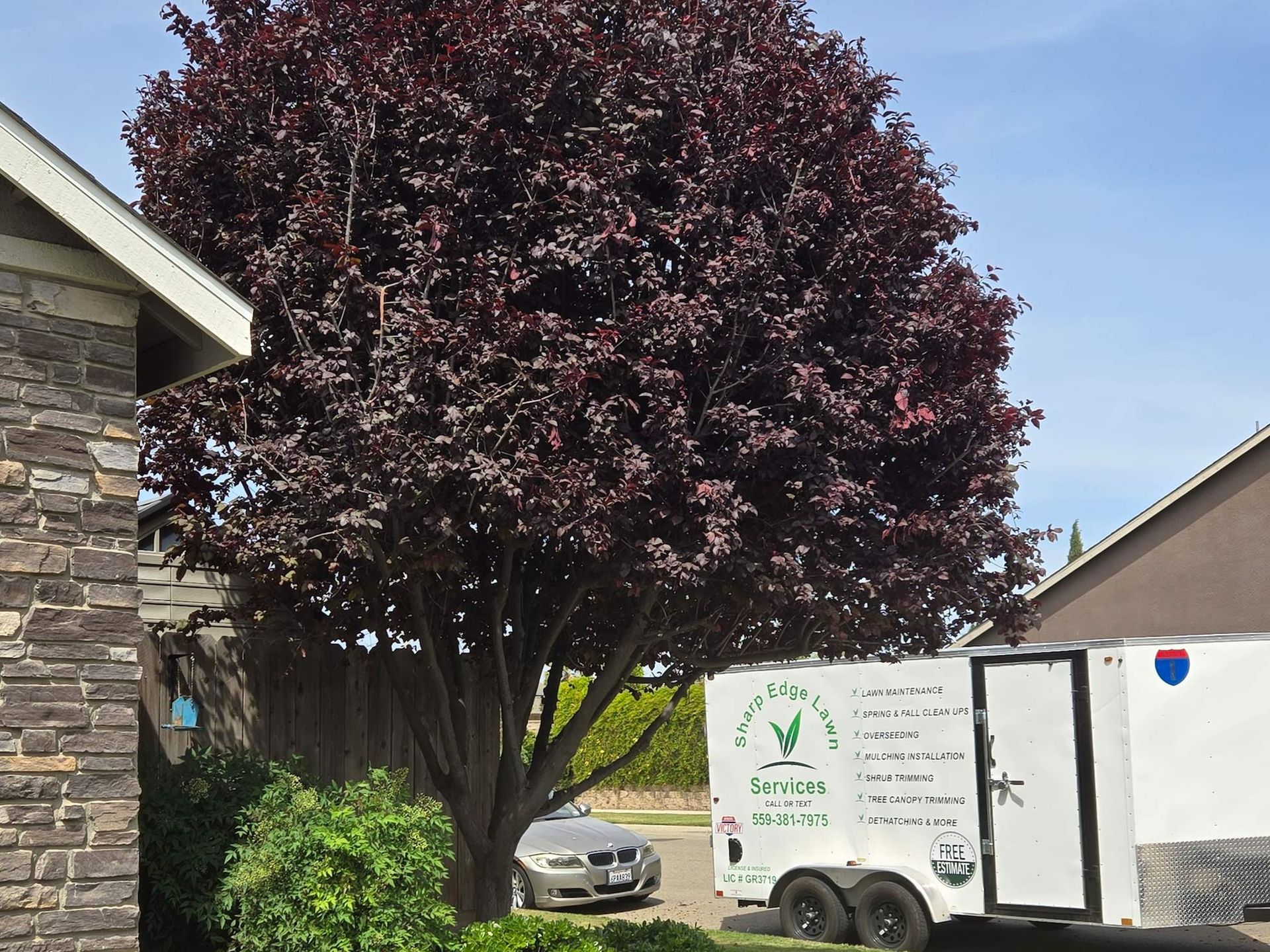 A large purple-leaf tree stands next to a house and a white utility trailer with landscaping company logos parked nearby.