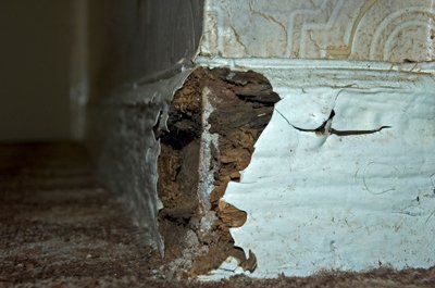 Dry and wet rot treatments