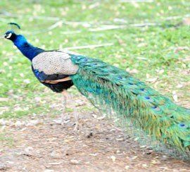 A peacock with a long tail is standing on the ground.