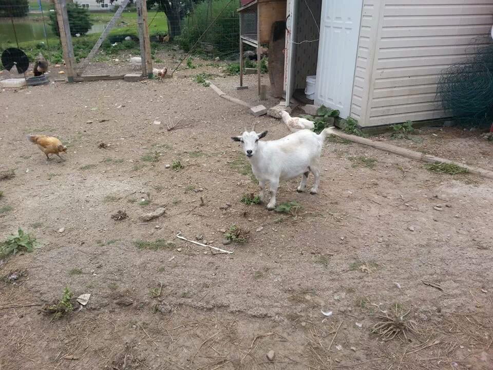 A goat is standing in a dirt yard next to chickens.