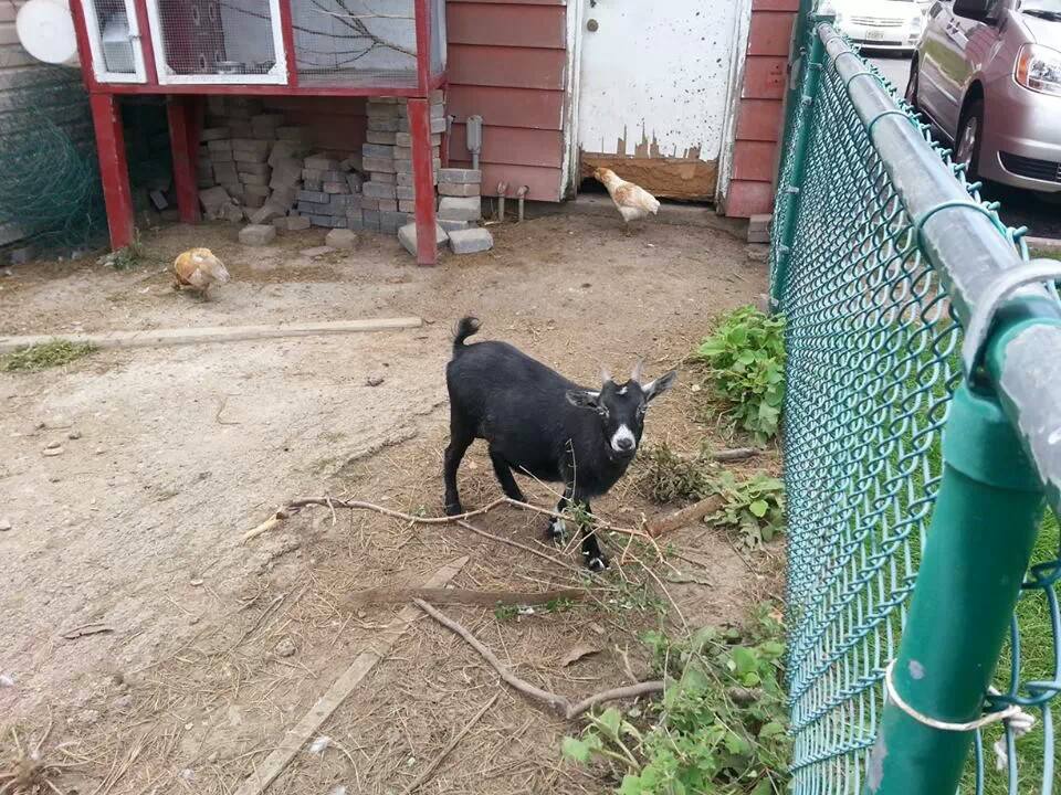 A black goat is standing in a dirt yard next to a chain link fence.
