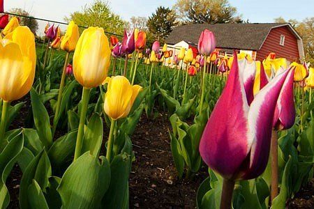 A field of yellow and purple tulips with a red barn in the background