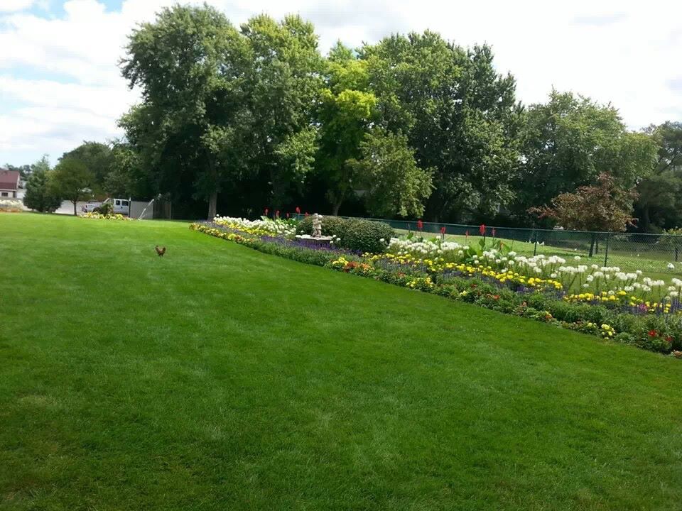 A lush green field with flowers and trees in the background