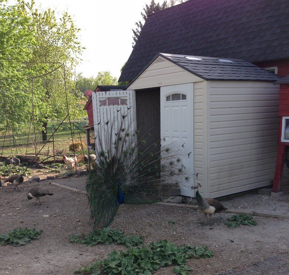 A peacock is standing in front of a white shed