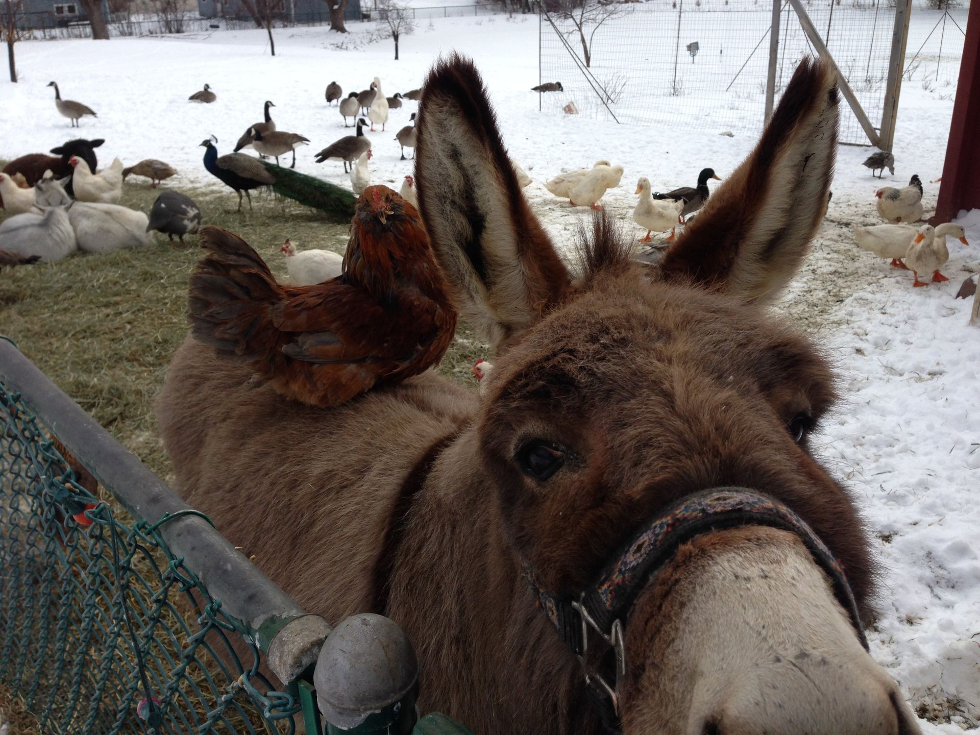 A donkey with a chicken on its ear in the snow