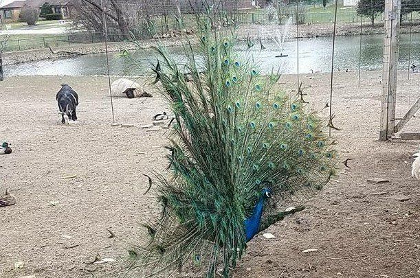 A peacock is standing in the dirt with its tail spread.
