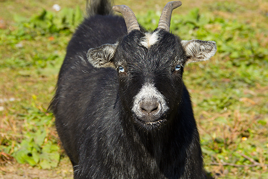 A black goat with horns is standing in the grass and looking at the camera.