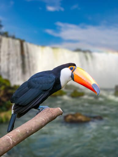 Gramado - Wish Serrano