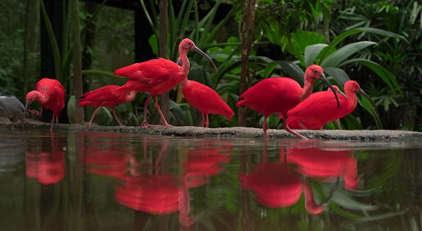 Parque das Aves