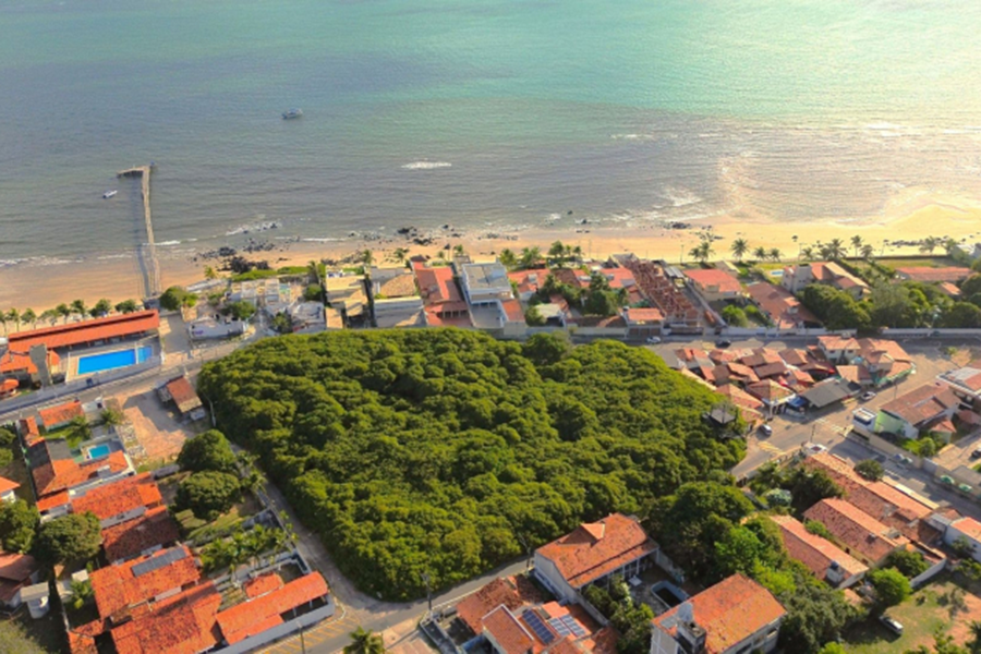 Praia de Pirangi: Maior Cajueiro do Mundo - Natal RN