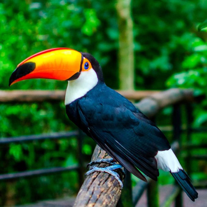 Parque das Aves