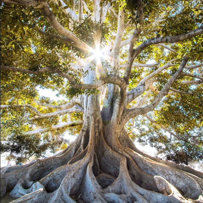 The sun is shining through the branches of a tree.
