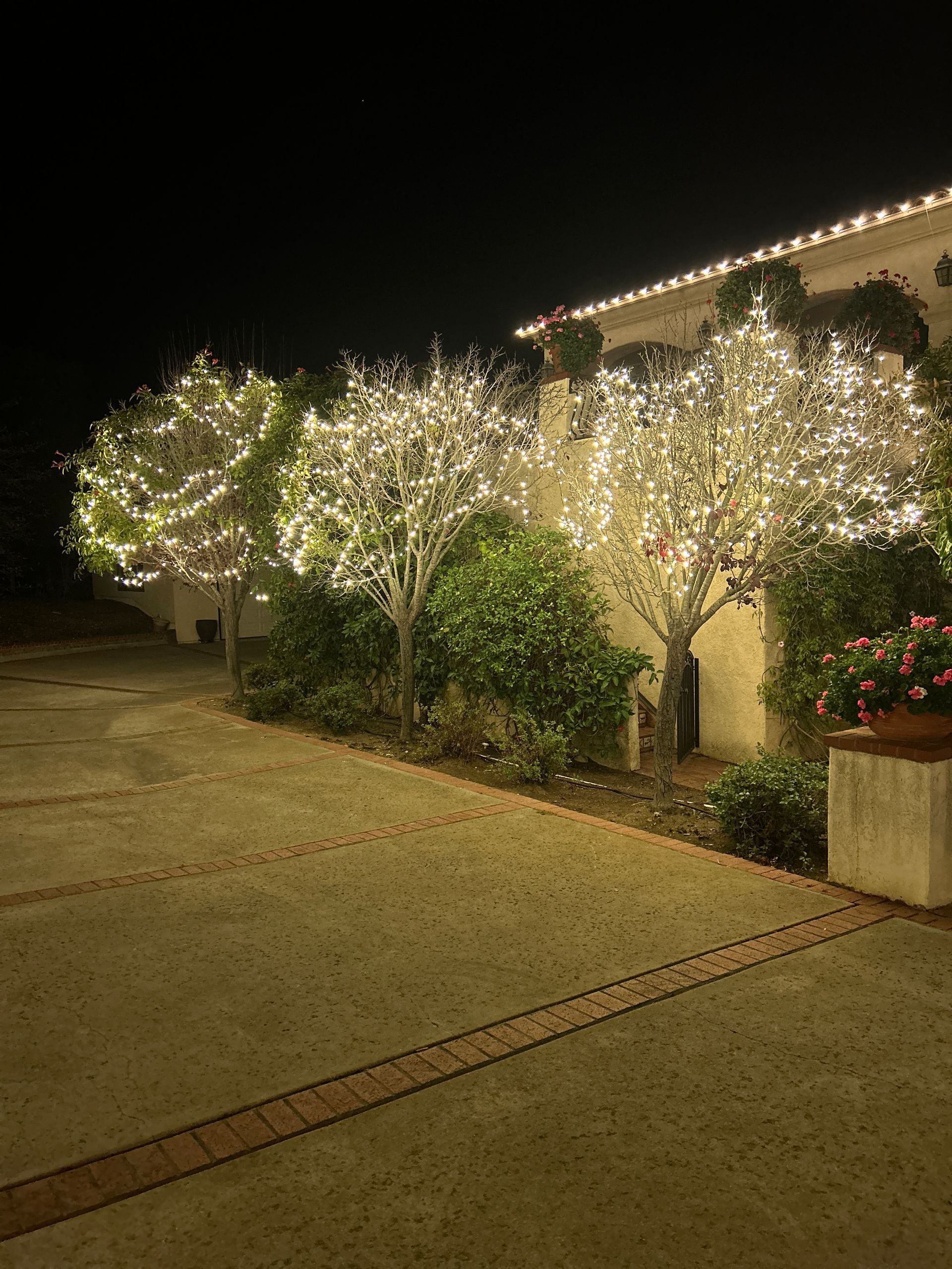 A row of trees covered in christmas lights in front of a house at night.