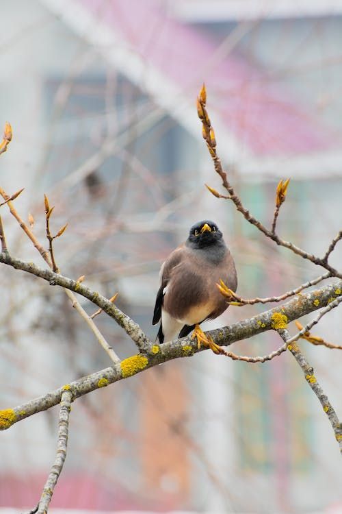 bird on a branch — Counsellor in Yeppoon, QLD