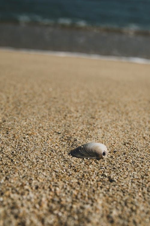hypnotherapy session - shell at the beach — Counsellor in Yeppoon, QLD