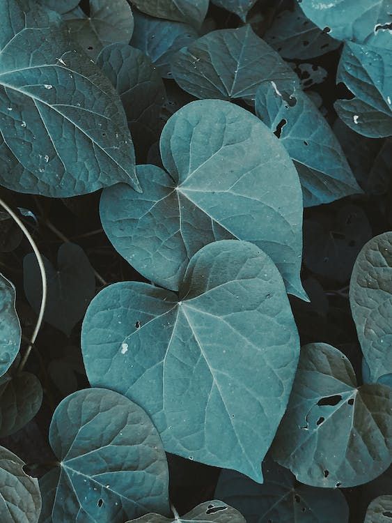 leaf with heart shape — Counsellor in Yeppoon, QLD