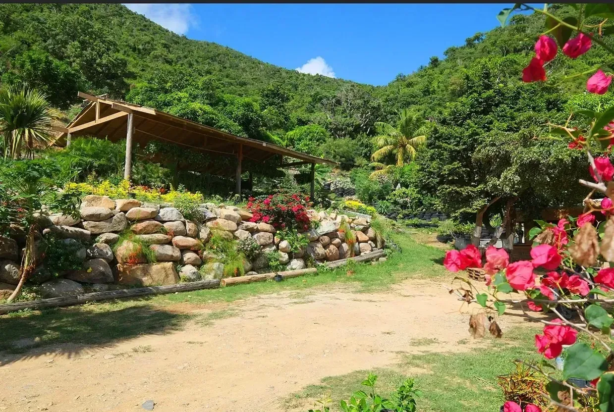 A house in the middle of a lush green forest