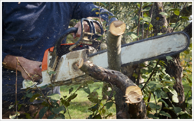 Timberline-Roe Ltd provides complete tree surgery