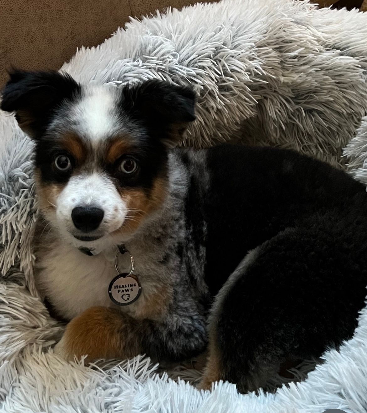 Blue merle dog in a fluffy bed, looking intently at the viewer. Black, brown and white markings.