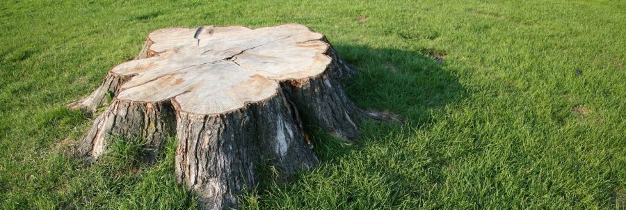 tree maintenance in Glynde