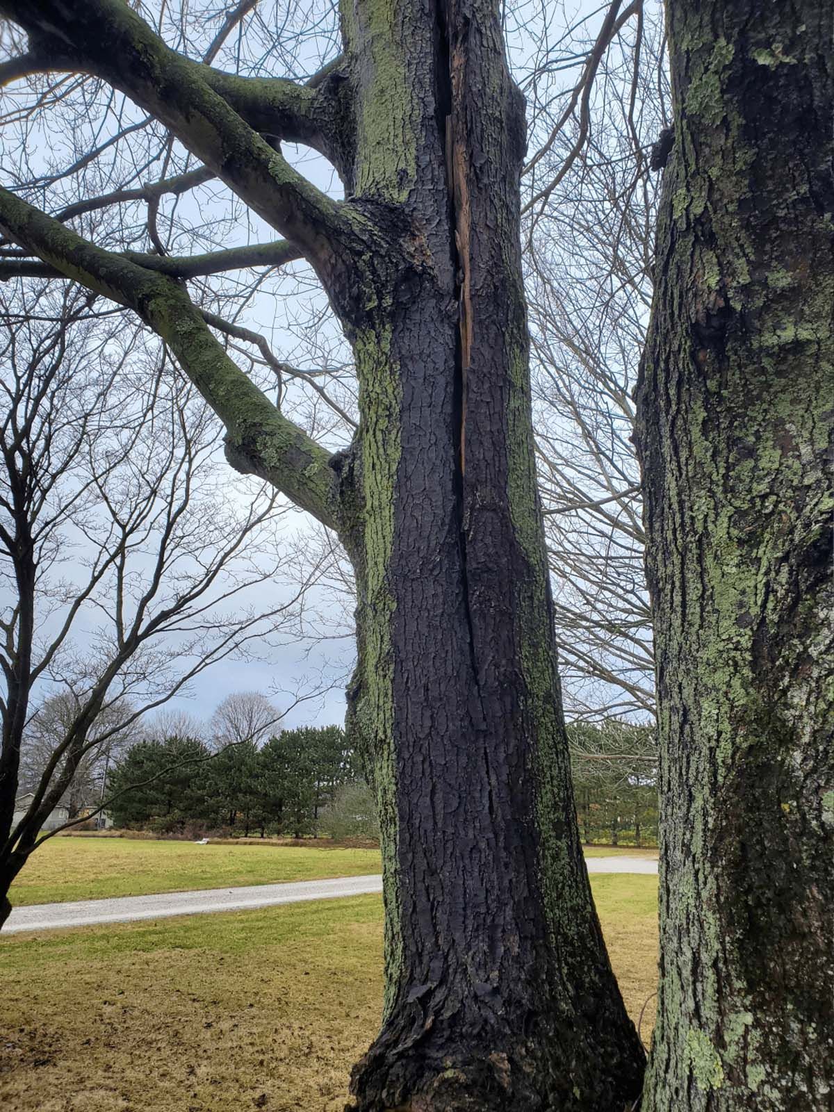 A tree with a hole in it 's trunk in a park.