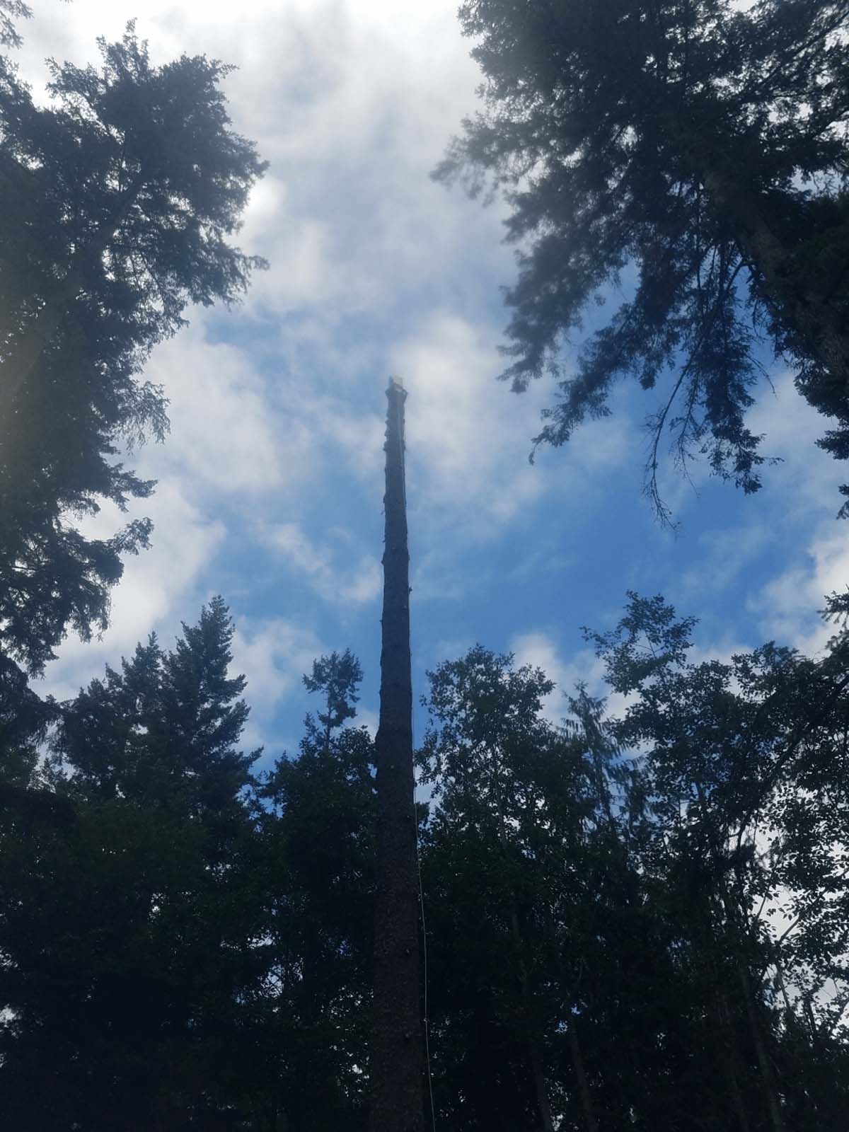 Looking up at a tall pole in the middle of a forest
