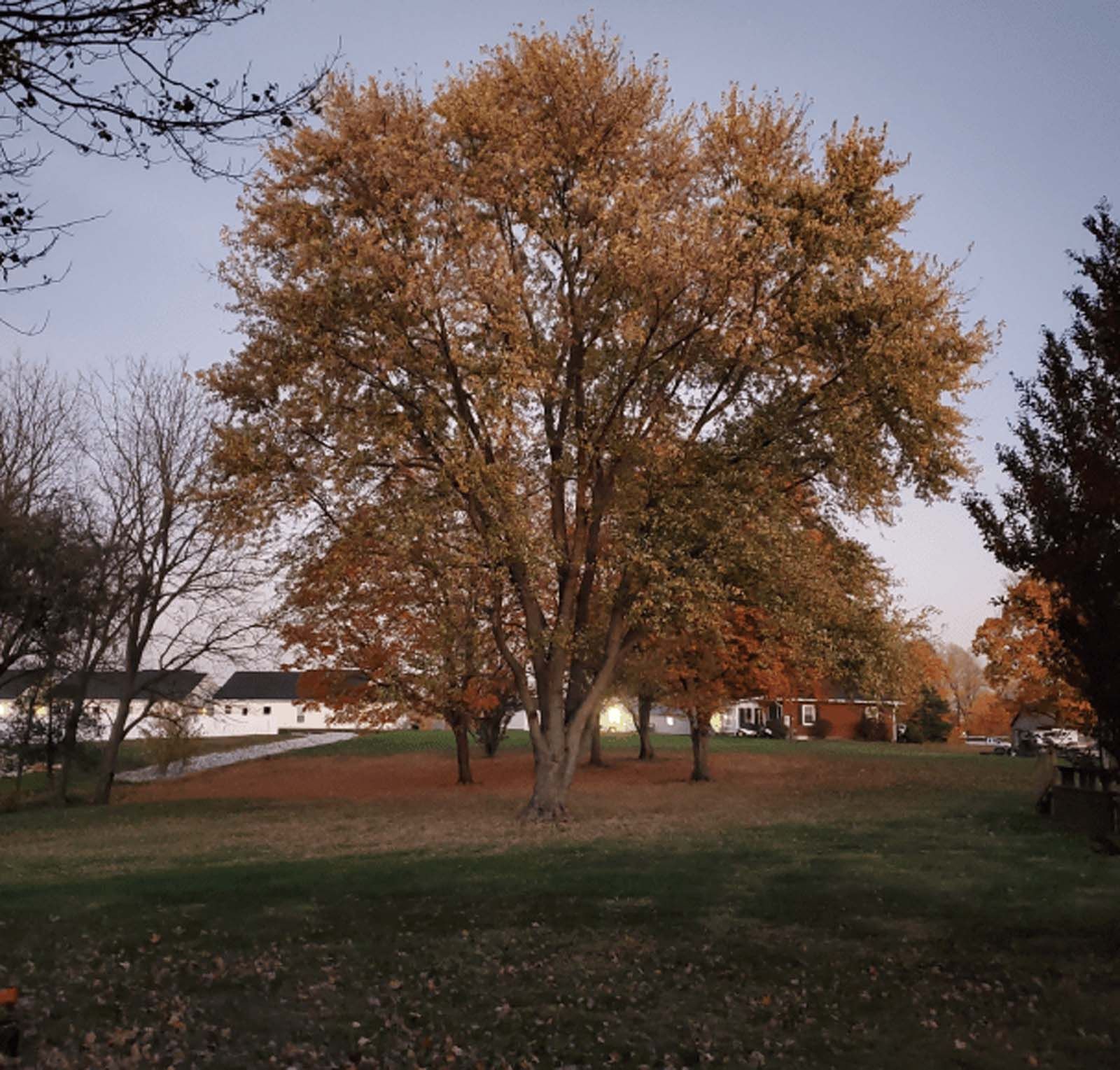 A tree with yellow leaves is in the middle of a park