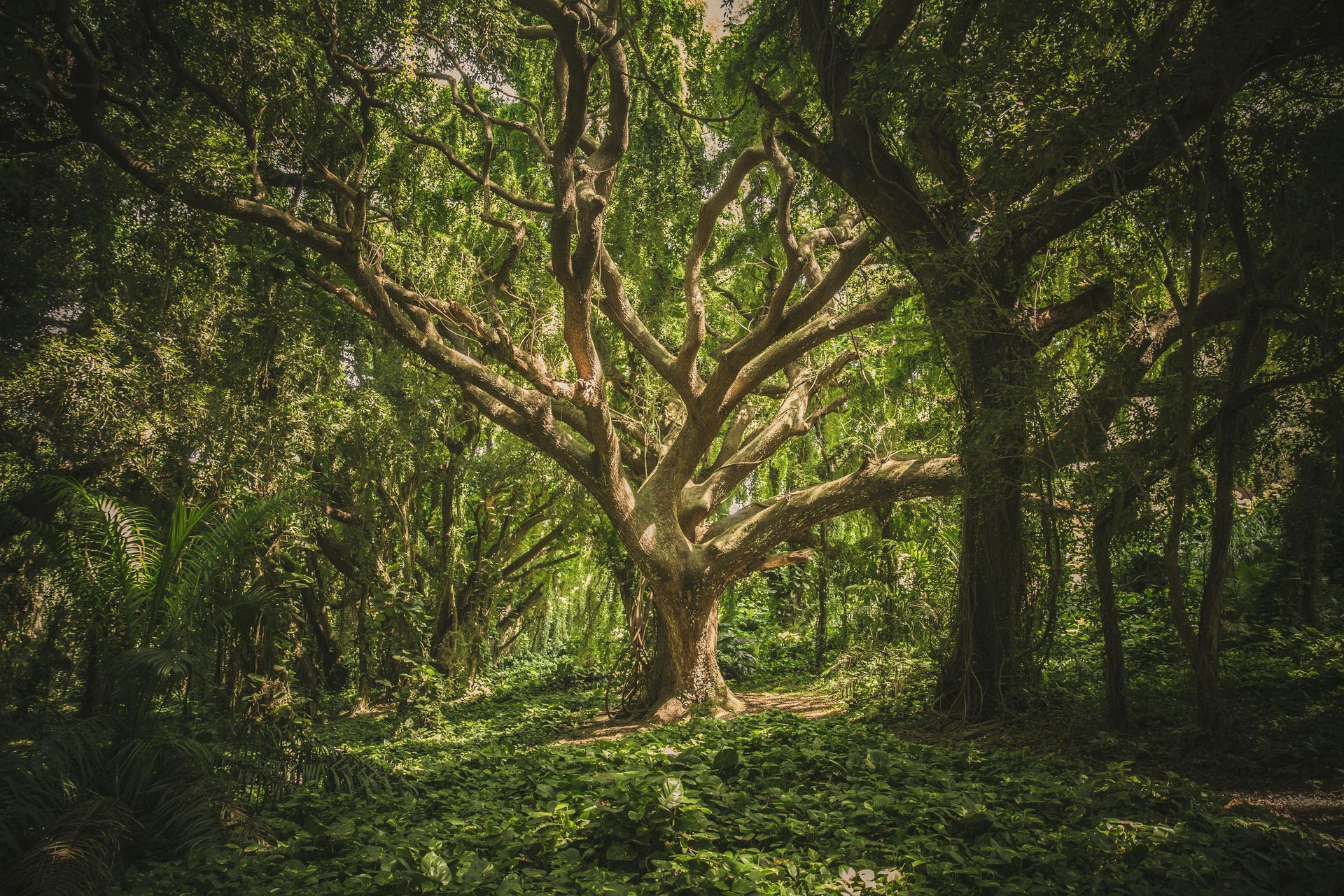 A tree in the middle of a forest with lots of leaves.