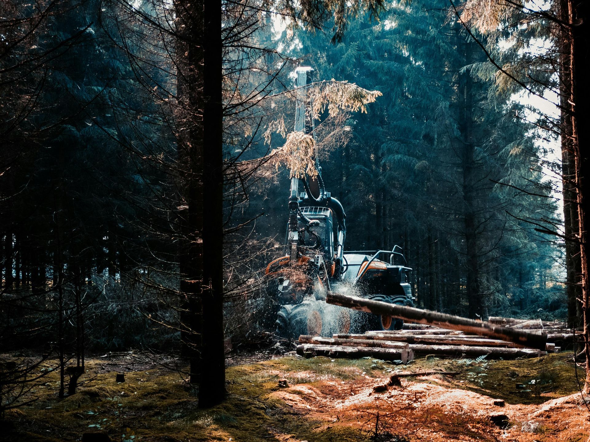 A tractor is cutting down trees in a forest.